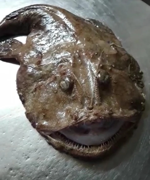 anglerfish